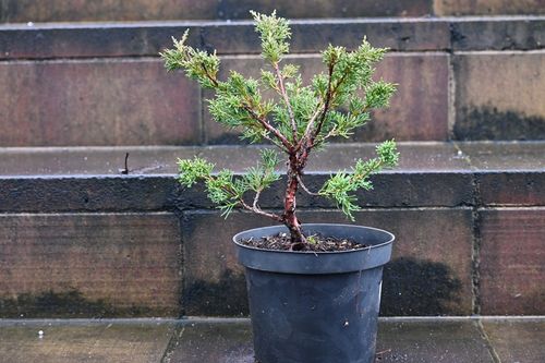 Jałowiec chiński Shimpaku - Juniperus chinensis 0066 na Arena.pl