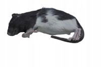 Szczury mrożone 70/90g 10 sztuk