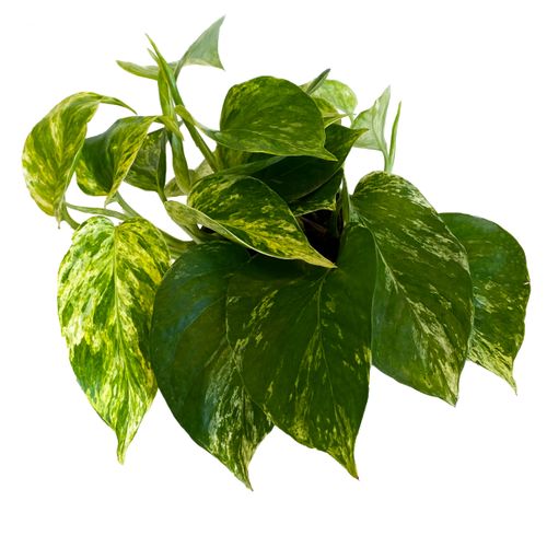 EPIPREMNUM Marble Queen 15cm na Arena.pl