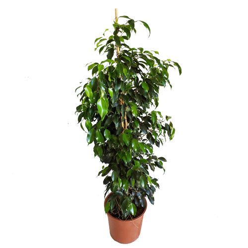 FIKUS (FICUS) BENJAMINA DANIELLE 135 cm na Arena.pl