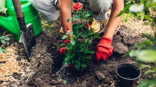 Ziemia Do Róż, Podłoże Do Przesadzania Kwiatów, Specjalistyczne, Z Perlitem na Arena.pl