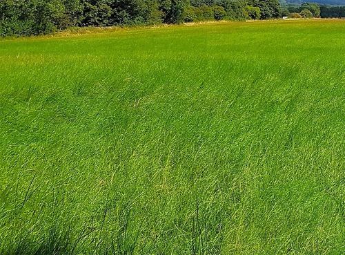 TRAWA ŁĄKOWA PASTWISKOWA ŁĄKA MIESZANKA NA SIANO WYDAJNA I TRWAŁA 5kg na Arena.pl