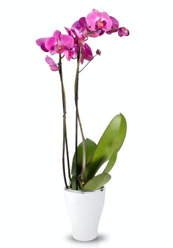 DONICZKA OSŁONKA CERAMICZNA NA STORCZYK BIAŁA na Arena.pl