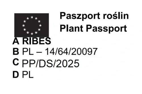 AGREST krzak duży czerwony obficie owocuje - sadzonki 30 / 40 cm na Arena.pl