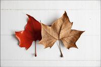 Tło PRODUKTOWE kulinarne Flat Lay na bloga insta