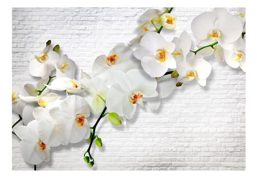 Fototapeta - Miejska orchidea 400x280 na Arena.pl