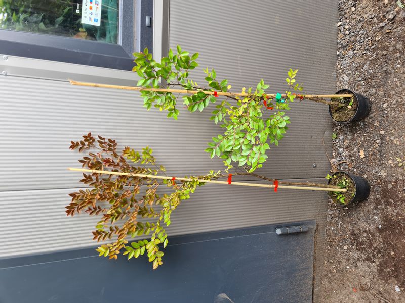 LAGERSTROEMIA czerwona bez południa - sadzonki 80 / 110 cm na Arena.pl