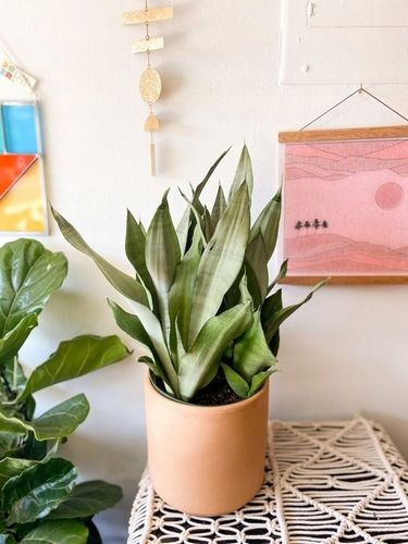 Sansewieria MOONSHINE Sansevieria WĘŻOWNICA na Arena.pl