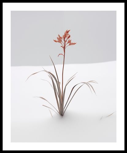 Plakat 40x50cm Subtelność Natury na Arena.pl