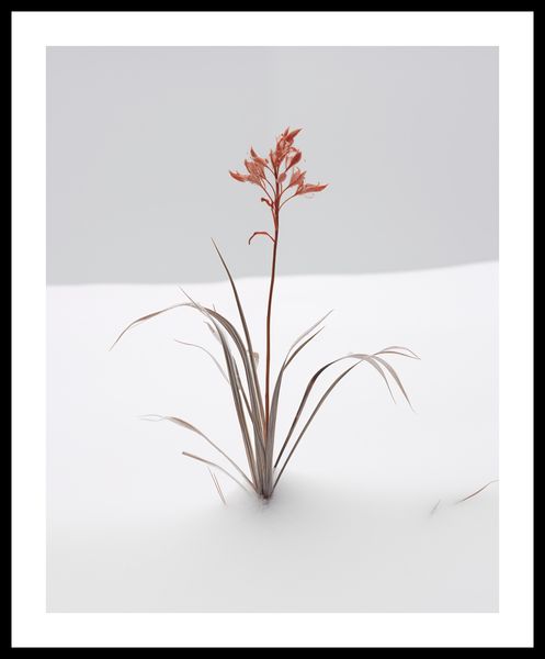 Plakat 40x50cm Subtelność Natury zdjęcie 3