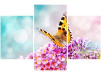 90X60CM OBRAZ MOTYL KWIATKACH TRZY OBRAZY