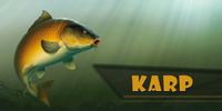 Karp gold – magnes