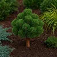 Sosna hakowata NITRA wolno rośnie KARŁOWATA ODMIANA