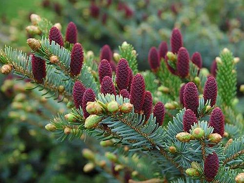 Świerk Acrocona P9 na Arena.pl