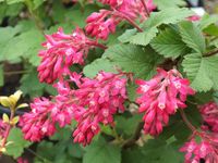 GK PORZECZKA KRWISTA ATRORUBENS 40 CM.