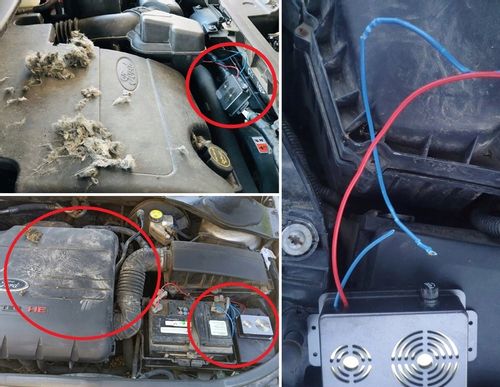 Nowość! KUNA STOP! Profesjonalny preparat NA KUNY! na Arena.pl