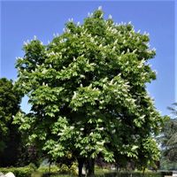 product-compare-61065603