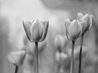 FOTOTAPETA do Sypialni Kwiaty Tulipany 200x130