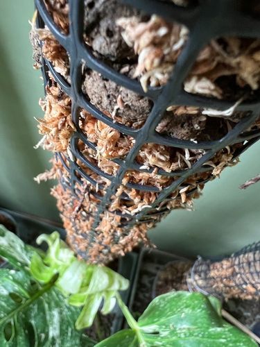 Palik z mchu 80cm sphagnum Podpora do roślin na Arena.pl