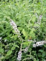 Mięta truskawkowa zioła do ogrodu