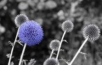 FOTOTAPETA CZARNO-BIAŁA KWIATY DMUCHAWCE 395x280