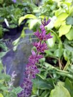 Szałwia omszona sadzonka rabata skarpa podszyt