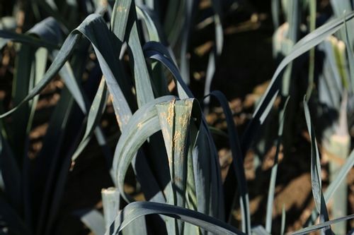 AMISTAR 50ML fungicyd na mączniaka rdzę i inne na Arena.pl
