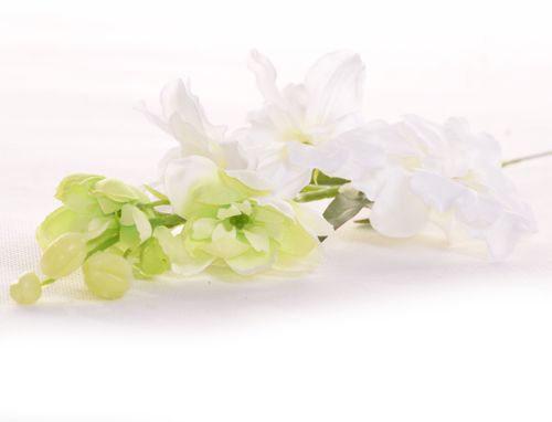 Lewkonia biała na Arena.pl