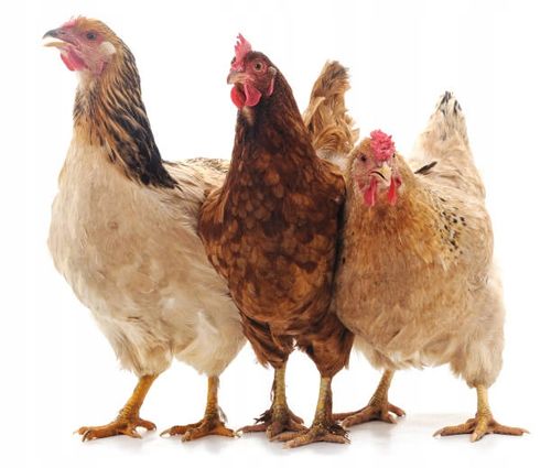 Naturalna karma dla kur niosek Szczęśliwa kurka Z ZIOŁAMI 20 kg MDM na Arena.pl