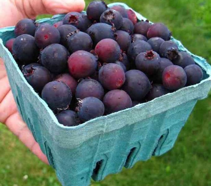 ŚWIDOŚLIWA NORTHLINE słodki owoc WITAMINY SADZONKA zdjęcie 1