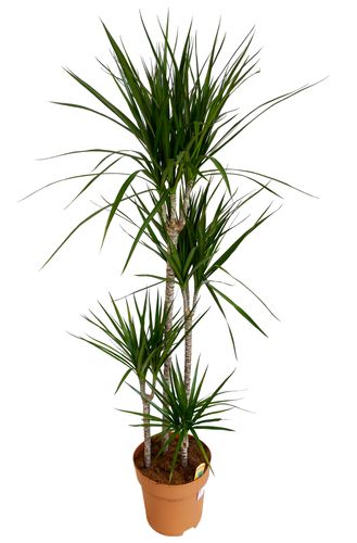 DRACENA MARGINATA 160 cm na Arena.pl