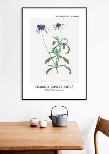 Plakat 60x80cm Design Allium Atropurpureum, Redoute Vintage do Salonu na Arena.pl