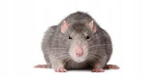 TRUTKA NA SZCZURY MYSZY GRYZONIE KOSTKA MURIBROM BRODIF 1,5KG Trutka na Arena.pl