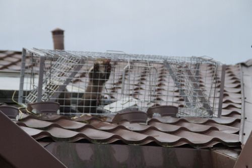 ZYWOŁAPKA PUŁAPKA NA KUNY LISY KOTY BOBRY WYDRY na Arena.pl