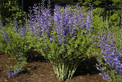 Baptysja Błękitna Bylina DŁUGOWIECZNA Mrozoodporna -35 Stopni Sadzonka na Arena.pl