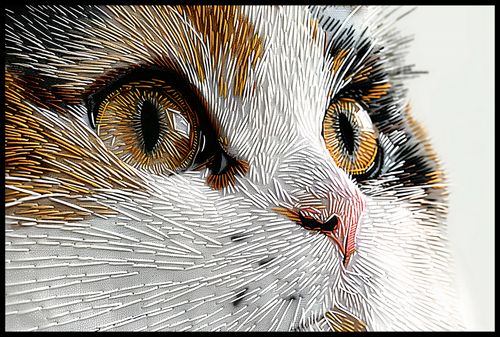 Plakat 91,5x61cm Nitkowany Kot na Arena.pl