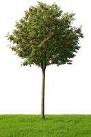 JARZĘBINA FIOLETOWA szczepiona na pniu - sadzonki 150 / 170 CM