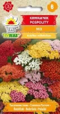 Krwawnik pospolity mix nasiona 0,2 g. na suche bukiety zdjęcie 1