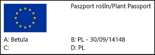 Brzoza pożyteczna Jacquemonta 'Doorenbos' (Betula) w C2, 120-150 cm na Arena.pl