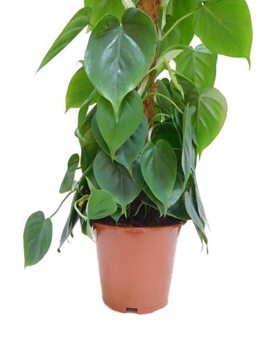 FILODENDRON SCANDENS  80 cm na Arena.pl