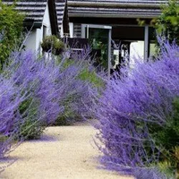 PEROVSKIA BARDZO PACHNIE MIODODAJNE - sadzonki 5 / 10 cm