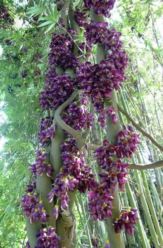 MUCUNA SEMPERVIRENS Mucuna sempervirens - NASIONA 2 sztuki - 10g. na Arena.pl