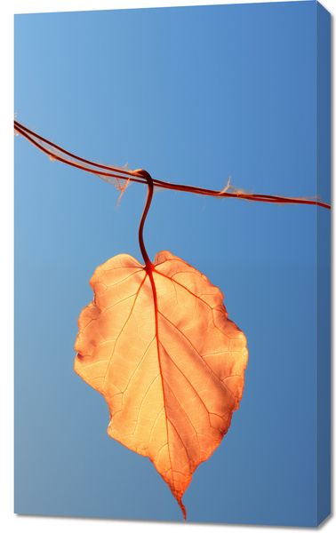 Obraz 60x100cm Ostatni Liść zdjęcie 1