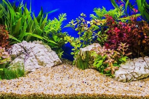 16kg Żwirek do Akwarium Bursztynowy 2-3mm na Arena.pl