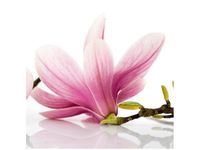 50X50CM RÓŻOWE MAGNOLIE OBRAZ