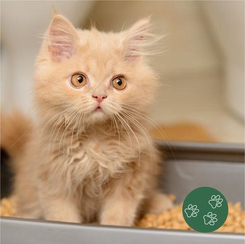 Żwirek dla kota królika chomika świnki Drewniany Jasny naturalny 15 kg na Arena.pl