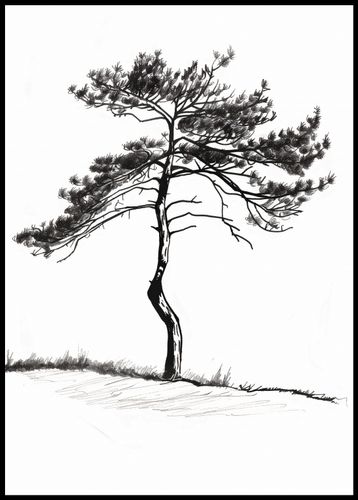 Plakat 67,5x95cm Samotna Sosna na Arena.pl