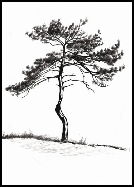 Plakat 67,5x95cm Samotna Sosna zdjęcie 2