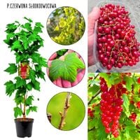 Czerwona Porzeczka Słodkoowocowa KRZEW 40-60 cm