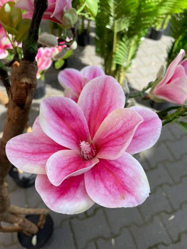 Sztuczne drzewko magnolia Premium 180 cm na Arena.pl